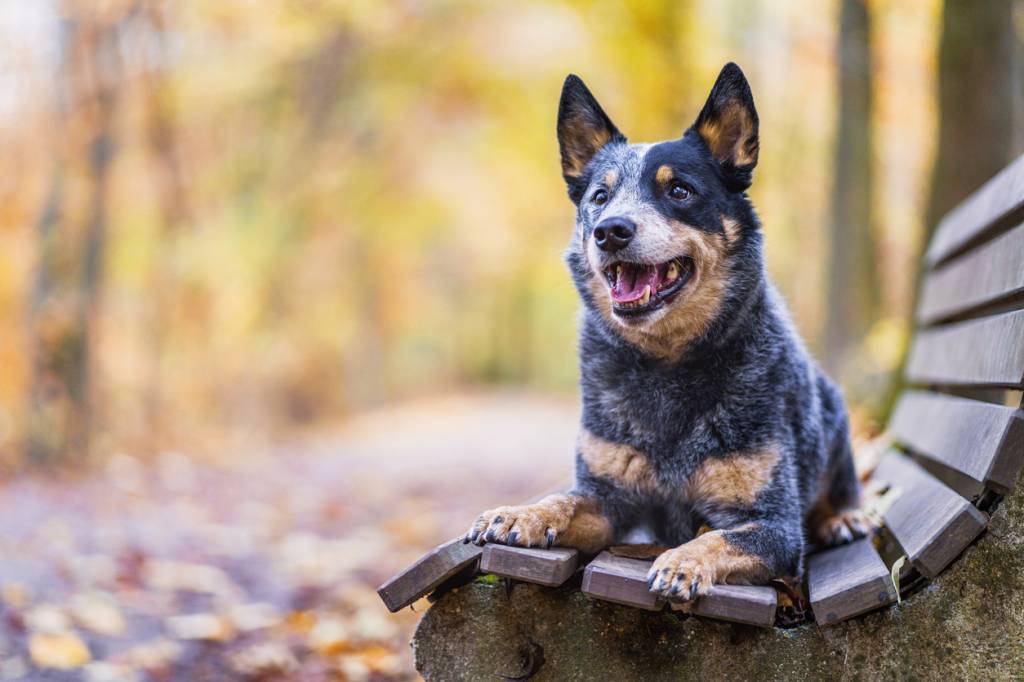 Bouvier australien race canine chien Australie éducation éduquer animal compagnie